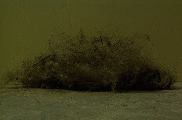 Dead garbage whale washed ashore on the beach.