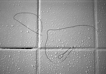 3 hairs enjoying the rain.