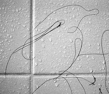 Dolphin swimming in the rain.