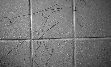 Little chicken enjoying the rain.