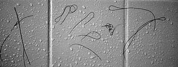 Doodles in the evening rain.